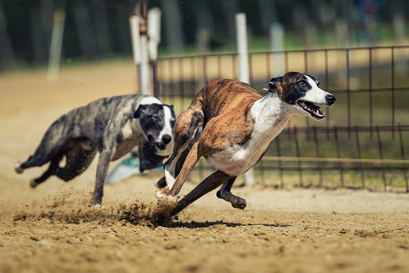 Zwei Greyhounds liefern sich ein Kopf-an-Kopf-Rennen.