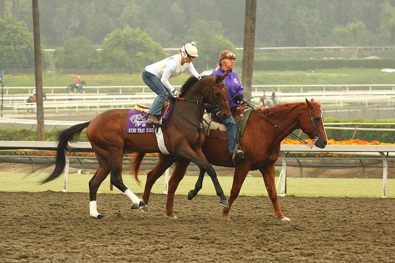Pferderenntraining im Santa Anita Park, Kalifornien.