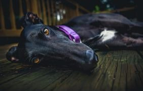 Ein Windhund in Seitenlage.