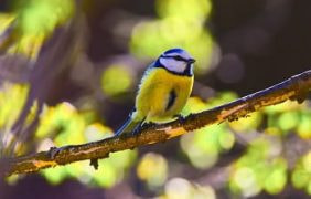 Eine Blaumaise auf einem Ast.