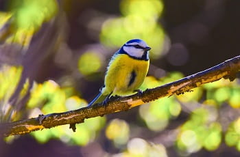 Eine Blaumaise auf einem Ast.