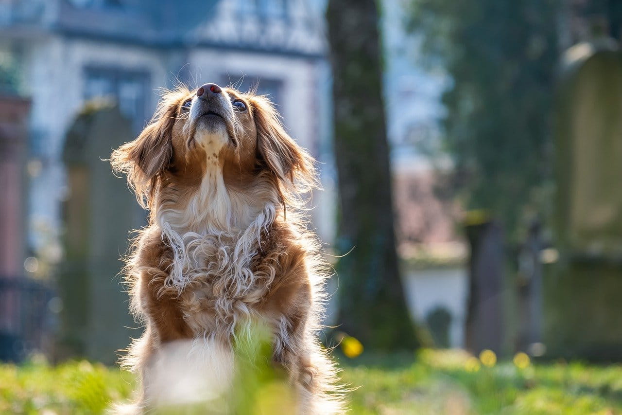 Hund im Park.