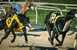 Greyhound Racing in Florida