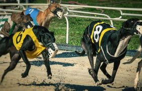 Greyhound Racing in Florida