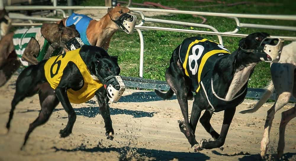 Greyhound Racing in Florida