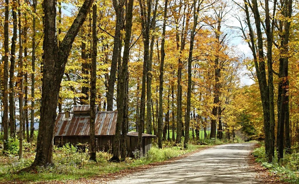 Herbstlicher Wald in Vermont.