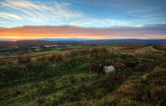 Felder in Nordirland.