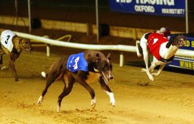 Greyhounds auf einer Rennbahn