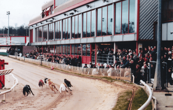 Greyhounds auf bei einem Rennen auf dem Crayford Greyhound Track