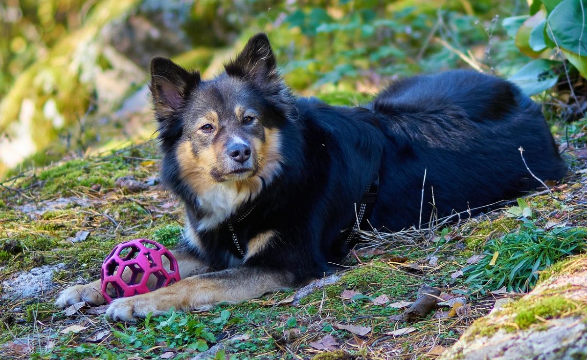 Ein Hund liegt mit einem Spielzeug im Wald.