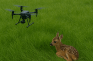 Rehkitz-Rettung durch moderne Technik: Bundesministerium für Landwirtschaft fördert Drohnenanschaffung